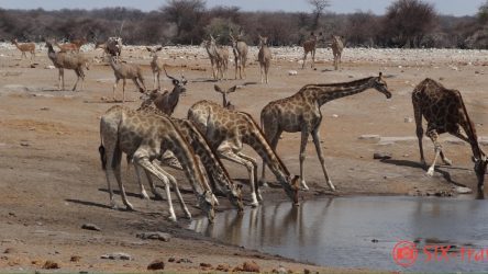 5 Giraffen am Wasserloch