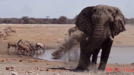 Elefant beim Sandbaden