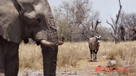Elefant mit Oryx