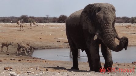 Elefant relaxed am Wasserloch