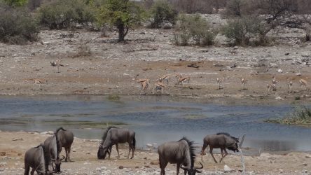 Gnus am Wasserloch