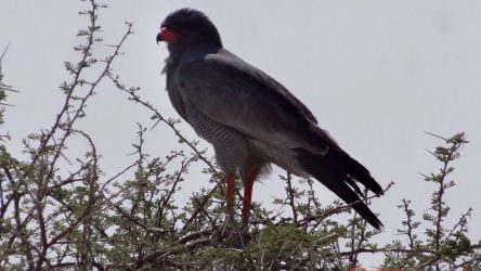 Greifvogel