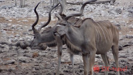 Kudus