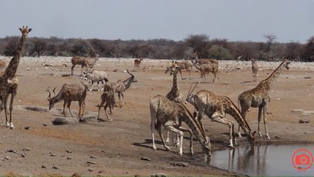 Reges Treiben am Wasserloch