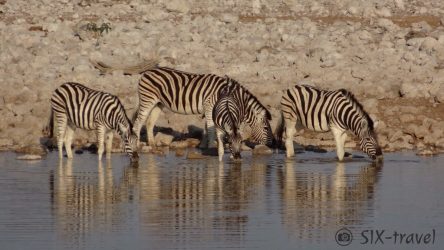 Zebras am Wasserloch