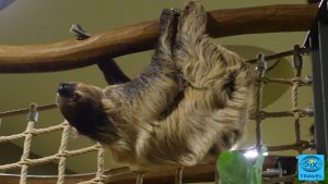 Alwin das Faultier in Aktion