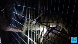 Dammhirsch bei der Nachtfütterung