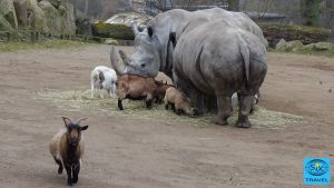 White Rhino - Breitmaul Nashörner