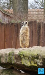 Erdmännchen auf Beobachtungsposten 