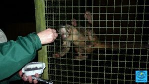 Äffchen beim Naschen in der Nacht erwischt