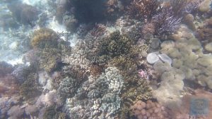 Pink Beach Korallenvielfalt