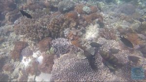 Pink Beach kleine Fische zwischen den Korallen