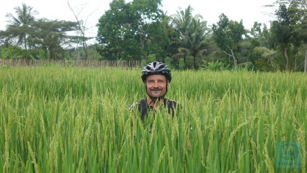 Eddy im Reisfeld versteckt