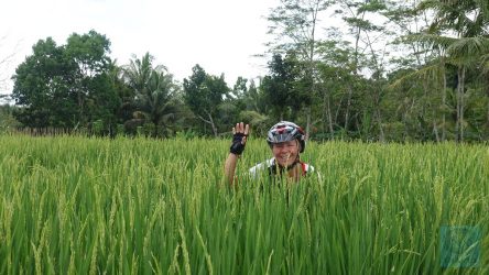 Ute im Reisfeld untergetaucht