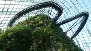 Cloud Forrest Blick nach oben