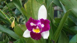 Cloud Forrest - ein Blütengesicht