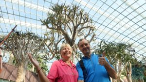 Flower Dome - Köcherbäume wie in Afrika