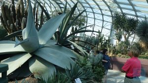 Flower Dome - Wüstenpflanzen