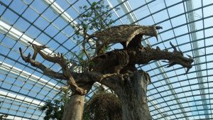 Flower Dome - wilder Drachen