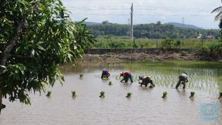 Harte Arbeit in den Reisfeldern