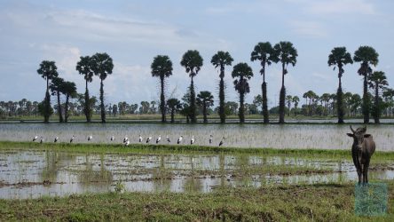 Tierwelt am Sonkhla-See