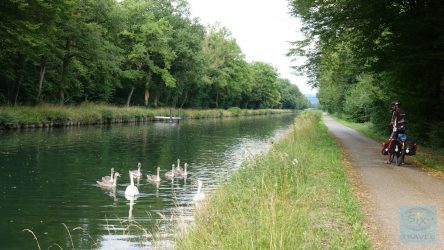 Schwäne am Rhein-Rhone-Kanal