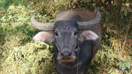 Neugierige Kuh am Wegrand