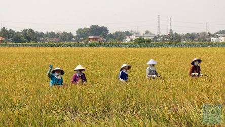 Arbeiten im riesigen Reisfeld