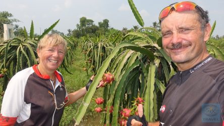 In der Drachenfrucht-Plantage