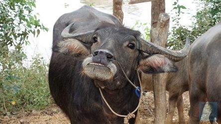 Portrait eines Wasserbüffels