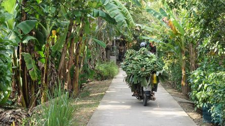 Hier gedeihen die Bananen prächtig