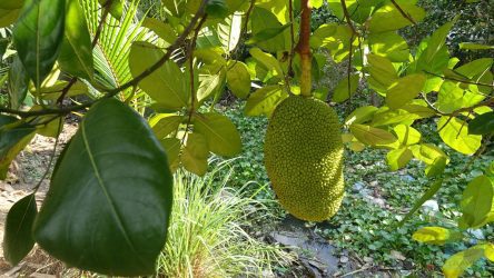 Jackfrucht-Prachtexemplar