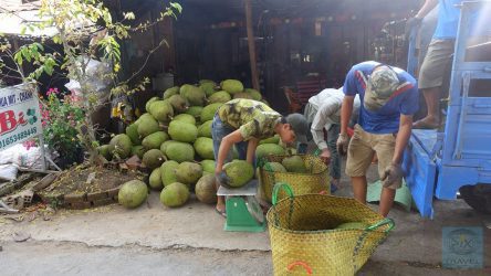 Jackfrucht-Wiegestelle