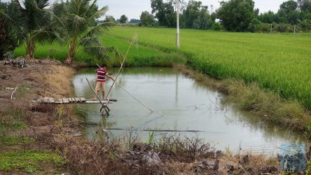 Kleiner Fischteich zwischen den Reisfeldern