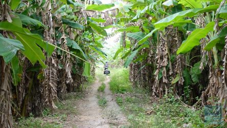 Mitten durch Bananen-Plantagen