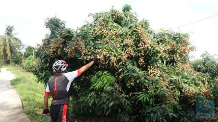 Naschen am Duku-Strauch (Longan)