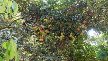 Rambutan-Erntezeit