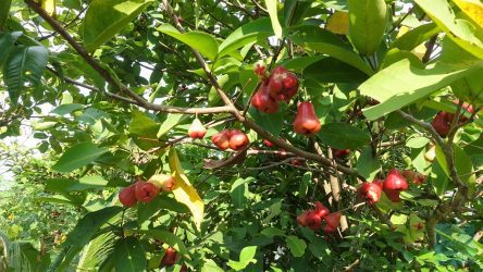 Reife Jambo Air an den Bäumen