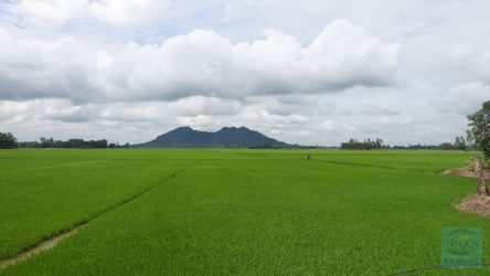 Saftiges Grün der Reisfelder