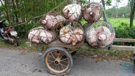 Schweinerolle in Vietnam