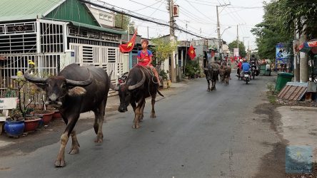 Tierischer Straßenverkehr