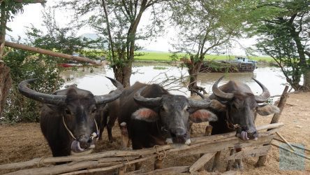 Wasserbüffel im Mekong-Delta