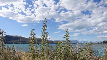 Lake Tekapo