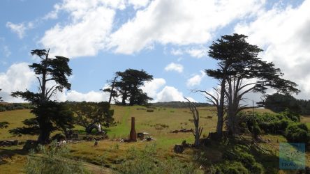 Hügel-Landschaft in den Catlins