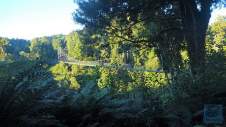 Timber Trail - Maramataha Hängebrücke