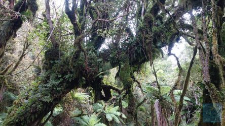 Timber Trail - Unbändige Natur