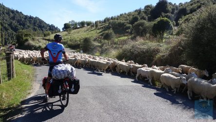 Whanganiu River Tal - tierischer Gegenverkehr