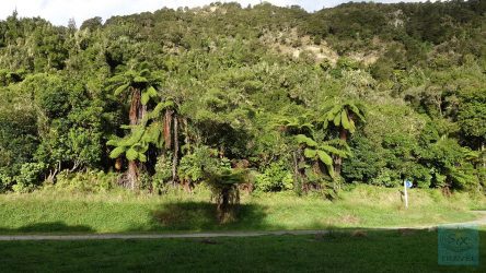 Whanganiu River - kostenloser romantischer Zeltplatz am Wegrand