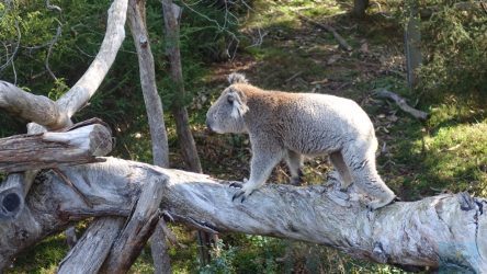 Koala in Wander-Laune