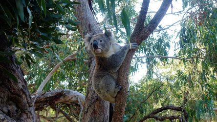 Ein kletterfreudiger Kolala